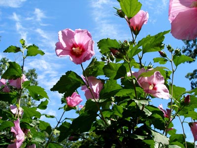 flower7